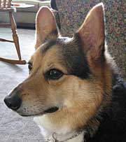 guinness, corgi rescue